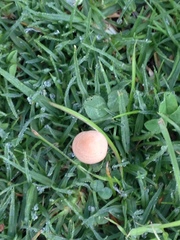 Agaricomycetes