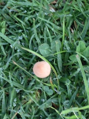 Agaricomycetes