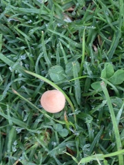 Agaricomycetes