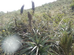 Puya meziana