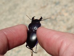 Pasimachus punctulatus