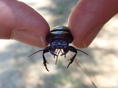 Pasimachus punctulatus