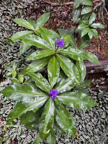 Dichorisandra thyrsiflora