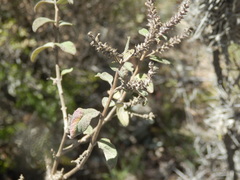 Aloysia scorodonioides