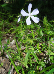 Phlox divaricata divaricata