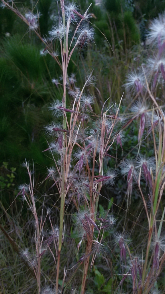 Hyparrhenia newtonii (Hyparrhenia newtonii)
