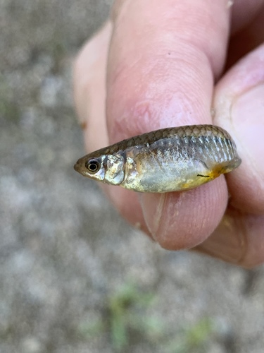 Gila topminnow (Poeciliopsis occidentalis) — Poeciliidae — 5