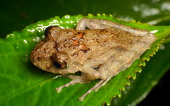 Pristimantis crenunguis