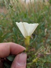 Calystegia peirsonii