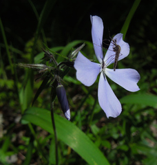 Phlox divaricata divaricata