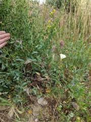Calystegia peirsonii