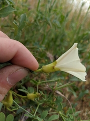 Calystegia peirsonii