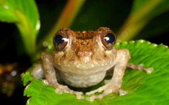Pristimantis crenunguis