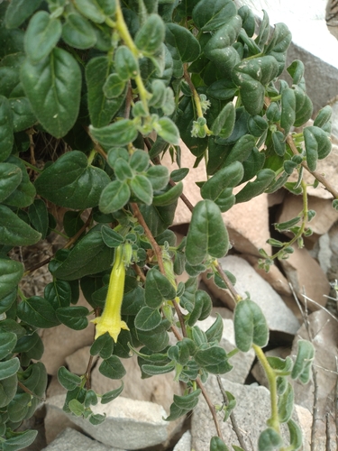 Image of Salpichroa Hirsuta (Salpichroa hirsuta) by no rights reserved