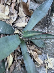 Agave shrevei