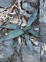 Agave shrevei