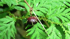 Cyclocodon lancifolius