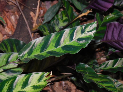 Image of Goeppertia lietzei by (c) Ana Cristina Almeida, some rights reserved (CC BY-SA)