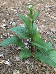 Parthenium integrifolium