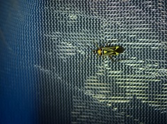 Closterocoris amoenus