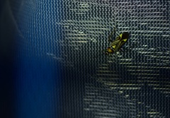 Closterocoris amoenus