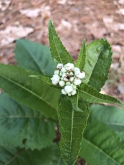 Parthenium integrifolium