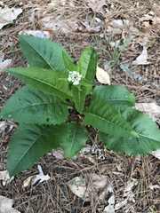 Parthenium integrifolium