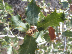 Quercus john-tuckeri