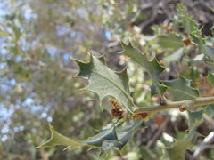 Quercus john-tuckeri