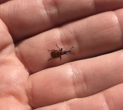 Merhynchites wickhami