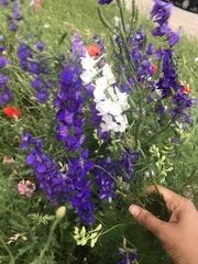Delphinium ajacis