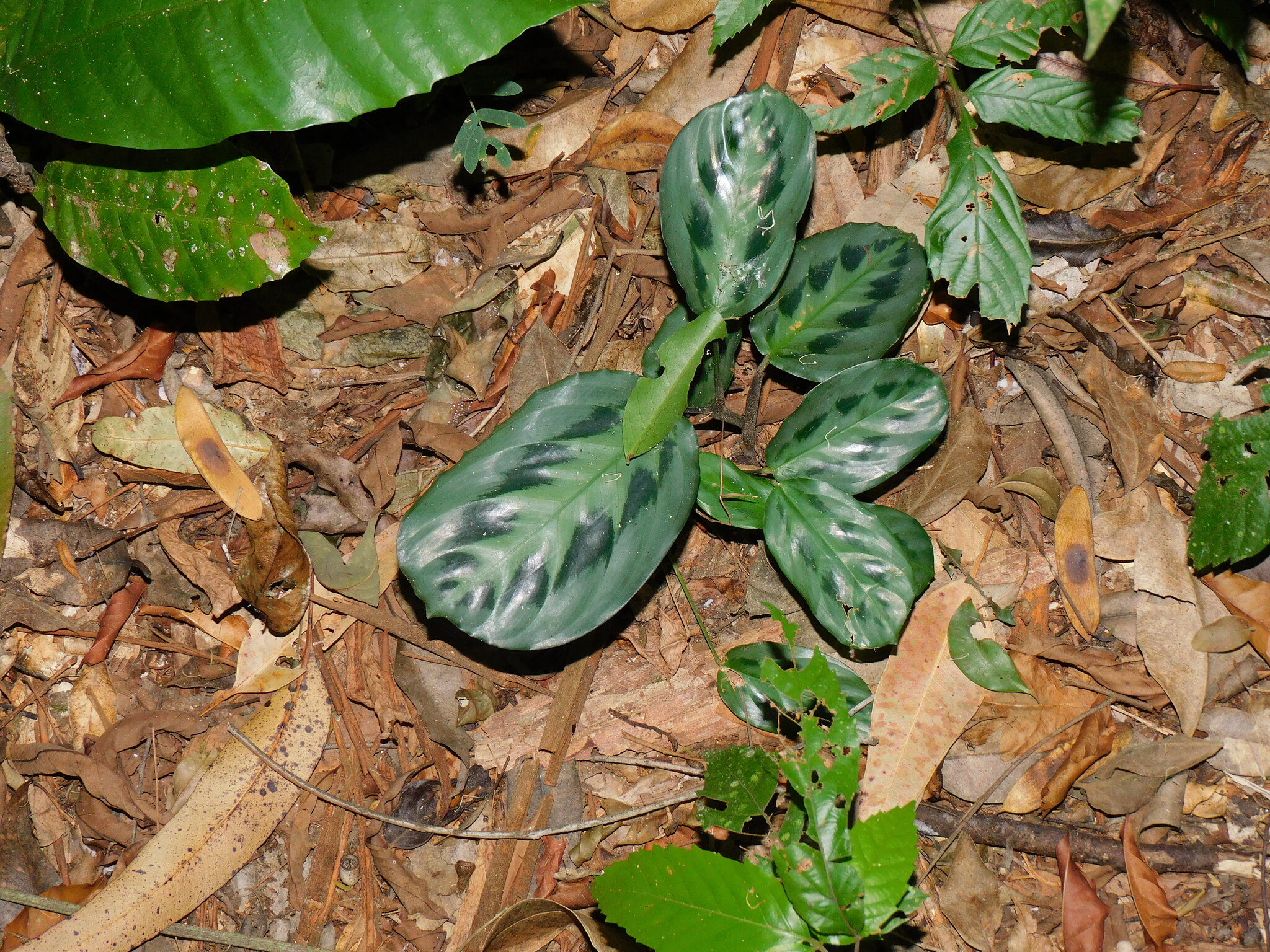 Imagem de Maranta-cinza