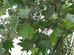 Platanus rzedowskii