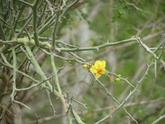 Parkinsonia texana
