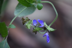 Salvia mocinoi
