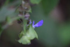 Salvia mocinoi