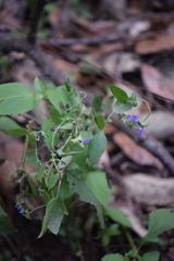 Salvia mocinoi