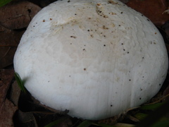 Leucoagaricus naucinus