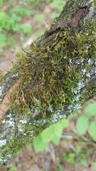 Leucodontaceae
