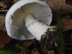 Leucoagaricus naucinus