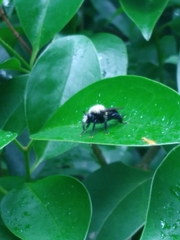 Laphria flavicollis