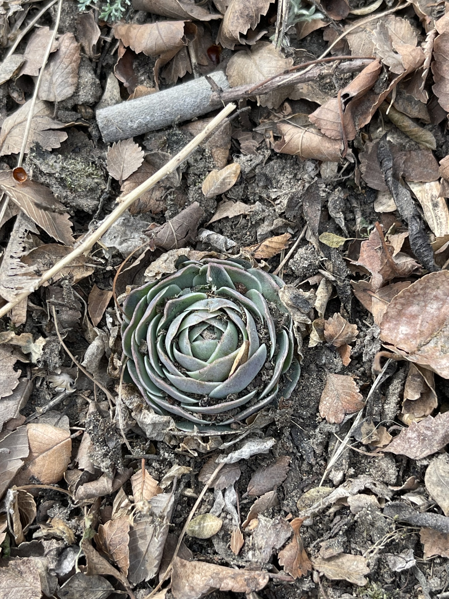 Imagem de Orostachys malacophylla não possui um nome popular amplamente reconhecido no Brasil