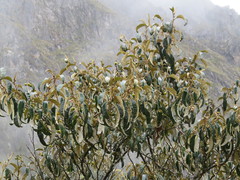 Solanum ochrophyllum