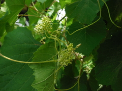 Vitis vinifera vinifera