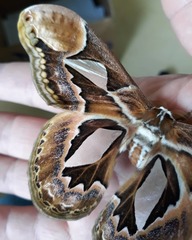 Rothschildia hopfferi