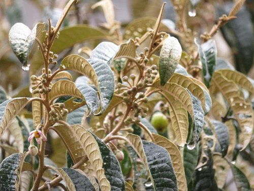 Solanum ochrophyllum