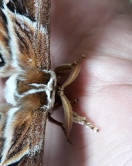 Rothschildia hopfferi