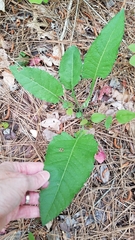 Parthenium auriculatum
