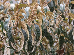 Solanum ochrophyllum