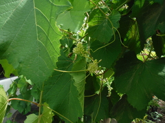 Vitis vinifera vinifera